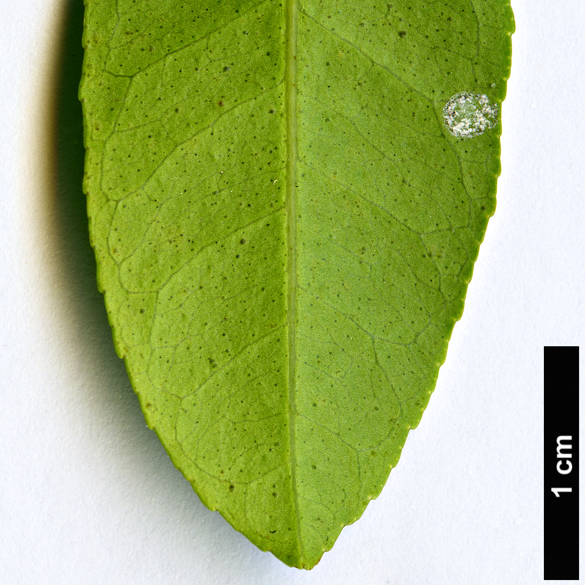 High resolution image: Family: Rutaceae - Genus: Citrus - Taxon: australasica